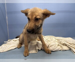 German Shepherd Dog-Unknown Mix Dogs for adoption in San Bernardino, CA, USA