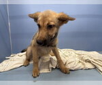 Small German Shepherd Dog Mix