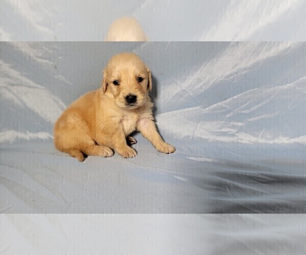 Medium Photo #2 Golden Retriever Puppy For Sale in FALCON, CO, USA