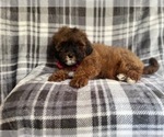 Small Photo #8 ShihPoo Puppy For Sale in LAKELAND, FL, USA