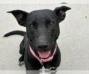 Labrador Retriever-Unknown Mix Dogs for adoption in Tulsa, OK, USA