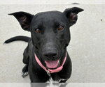 DOVE - Female Labrador Retriever-Unknown Mix Dog for Adoption - Small photo