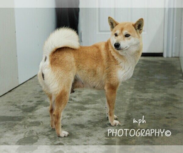 Medium Photo #2 Shiba Inu Puppy For Sale in LIBERTY, KY, USA