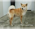 Small Photo #2 Shiba Inu Puppy For Sale in LIBERTY, KY, USA