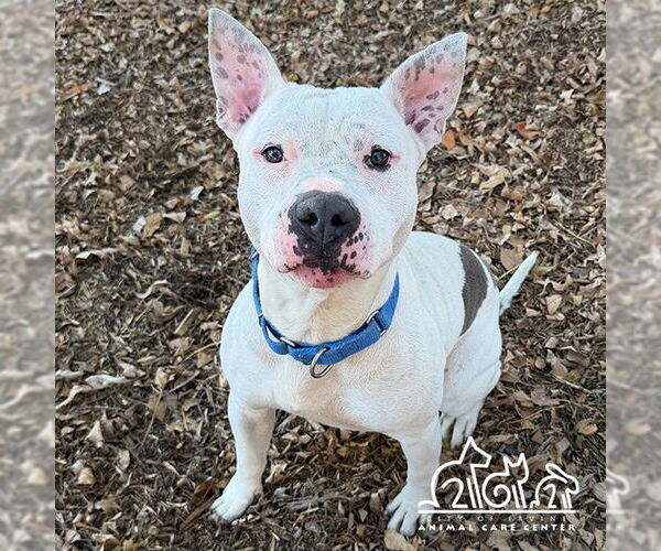 Medium Photo #1 Mutt Puppy For Sale in Irvine, CA, USA