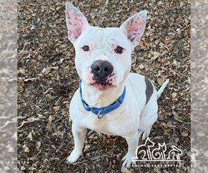 Mutt Dogs for adoption in Irvine, CA, USA