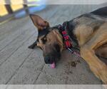 Small #1 Doberman Pinscher-German Shepherd Dog Mix