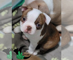 Small #5 Boston Terrier