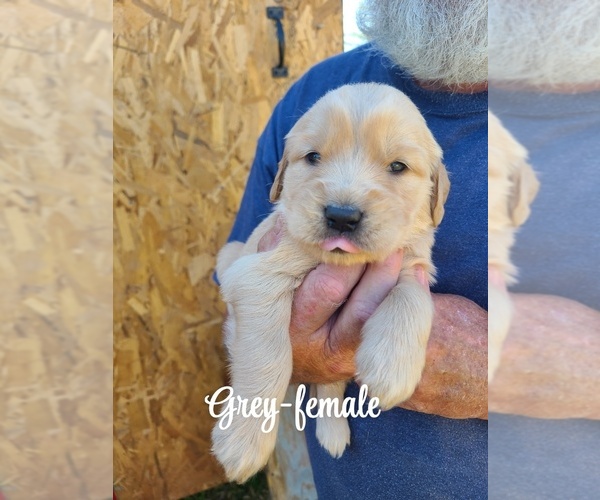 Medium Photo #4 Golden Retriever Puppy For Sale in TAYLORSVILLE, NC, USA