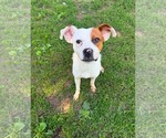 Small #2 Boxer Mix