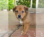 Small Shepweiller