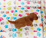 Small #10 Cavapoo mix (+ Poodle Miniature)