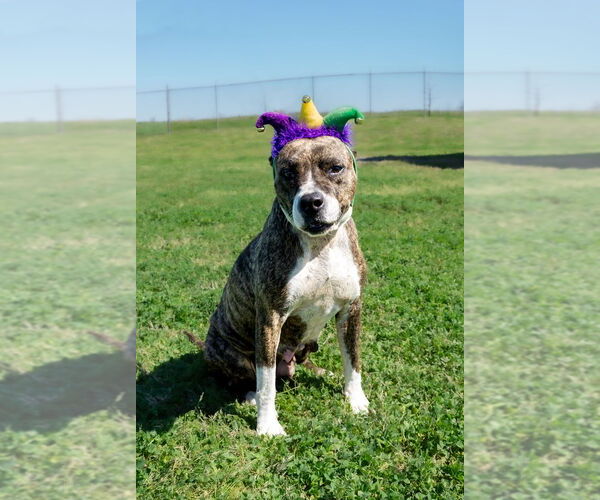 Medium Photo #2 Mutt Puppy For Sale in Abbeville, LA, USA