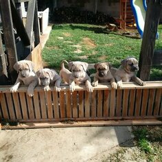 Cane Corso Puppy for sale in TUSTIN, CA, USA
