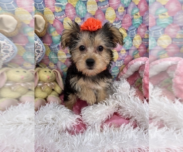 Medium Photo #2 YorkiePoo Puppy For Sale in BOLINGBROOK, IL, USA