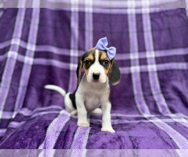 Medium Photo #1 Beagle Puppy For Sale in LAKELAND, FL, USA