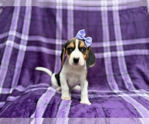 Beagle Puppy for sale in LAKELAND, FL, USA