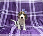 Small Beagle