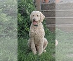 Small Photo #1 Goldendoodle Puppy For Sale in CENTURIA, WI, USA
