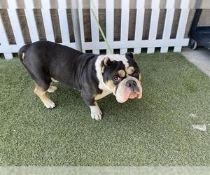 American Pit Bull Terrier-Unknown Mix Dogs for adoption in Modesto, CA, USA
