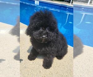 Poodle (Miniature) Puppy for sale in FRANKLIN, IN, USA
