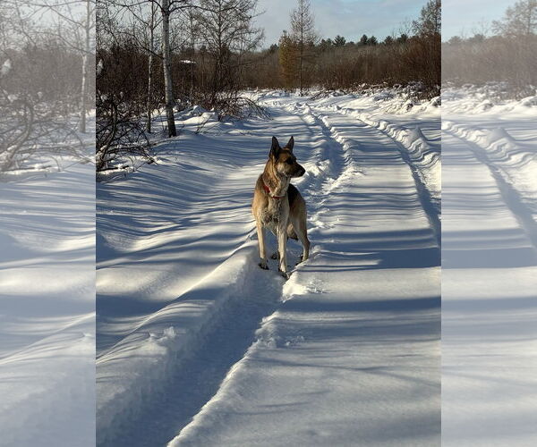 Medium Photo #6 German Shepherd Dog Puppy For Sale in Webster, WI, USA