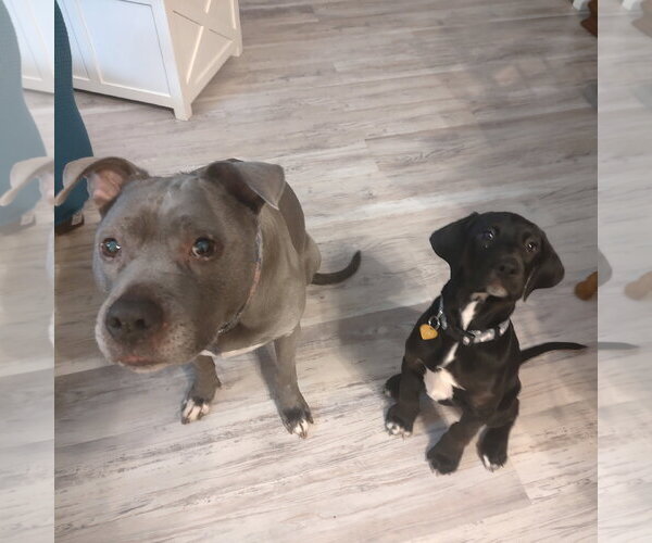 Medium Photo #3 Colonial Cocker Spaniel-Retriever  Mix Puppy For Sale in Fargo, ND, USA