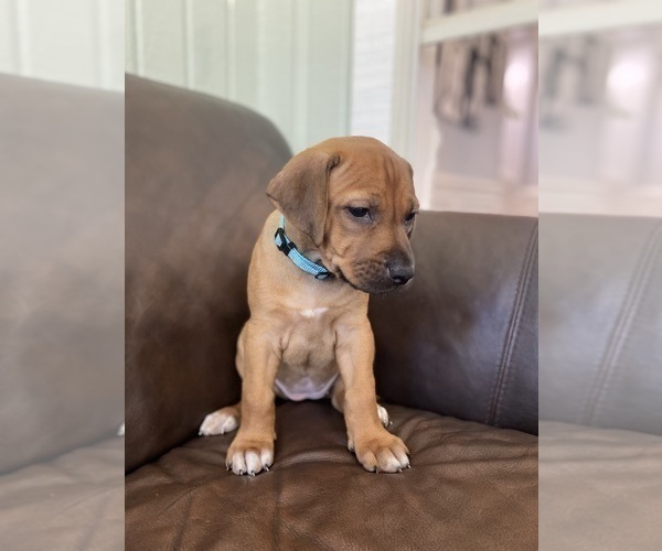 Medium Photo #11 Rhodesian Ridgeback Puppy For Sale in KELLER, TX, USA