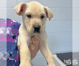 Labrador Retriever-Unknown Mix Dogs for adoption in Washington, DC, USA