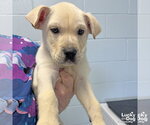 Small #1 Labrador Retriever Mix