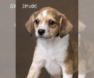 Chiweenie Dogs for adoption in Los Angeles, CA, USA