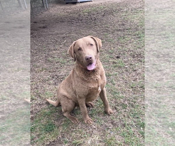 Medium Photo #1 Chesapeake Bay Retriever Puppy For Sale in COOKEVILLE, TN, USA