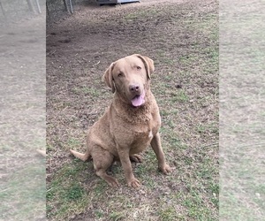 Father of the Chesapeake Bay Retriever puppies born on 04/13/2025