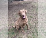 Small Photo #1 Chesapeake Bay Retriever Puppy For Sale in COOKEVILLE, TN, USA