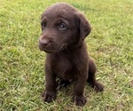 Small Photo #11 Shepradors Puppy For Sale in LEXINGTON, SC, USA