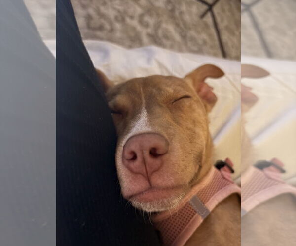 Medium Photo #5 Mutt Puppy For Sale in Woodbury, NY, USA