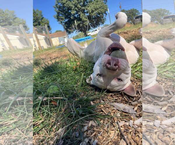Medium Photo #4 American Pit Bull Terrier-Unknown Mix Puppy For Sale in Rustburg, VA, USA