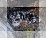 Small Photo #1 Miniature Australian Shepherd Puppy For Sale in HILLSBORO, OR, USA