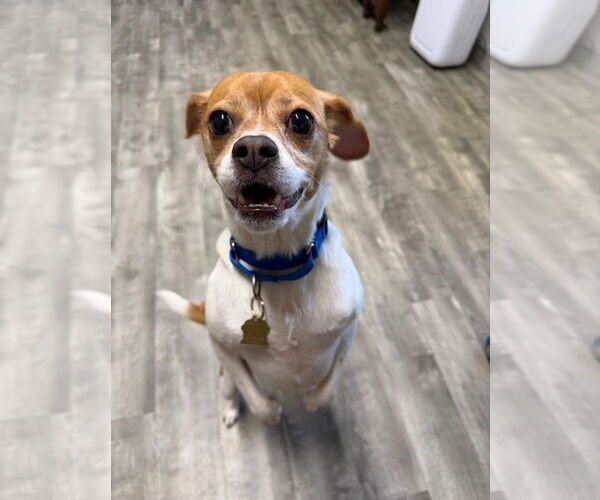 Medium Photo #4 Mutt Puppy For Sale in Ellijay, GA, USA