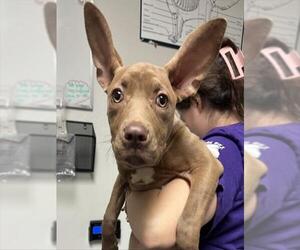 Mutt Dogs for adoption in Bakersfield, CA, USA