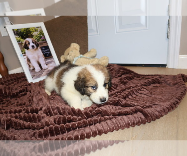 Medium Photo #93 Aussie Pyrenees Puppy For Sale in LEXINGTON, SC, USA