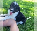 Image preview for Ad Listing. Nickname: puppy