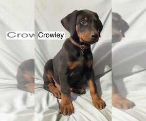 Doberman Pinscher Puppy for sale in POMEROY, OH, USA