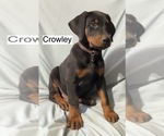 Image preview for Ad Listing. Nickname: Crowley