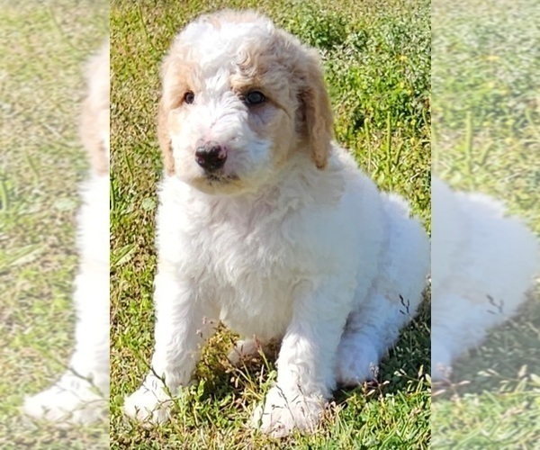 Medium Photo #1 Goldendoodle-Poodle (Standard) Mix Puppy For Sale in TARBORO, NC, USA