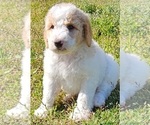 Small Photo #1 Goldendoodle-Poodle (Standard) Mix Puppy For Sale in TARBORO, NC, USA