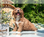 Small Photo #16 Cavapoo Puppy For Sale in KIRKWOOD, PA, USA