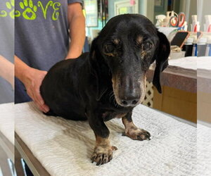 Dachshund Dogs for adoption in Benton, LA, USA