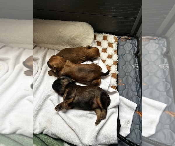 Medium Photo #1 Brussels Griffon Puppy For Sale in LAKE VILLA, IL, USA