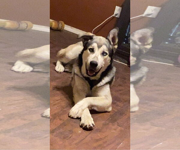 Medium Photo #1 Siberian Husky-Unknown Mix Puppy For Sale in Cedar Crest, NM, USA